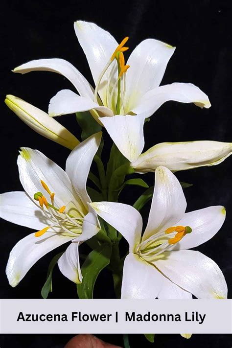 azucena flower|azucena lily.